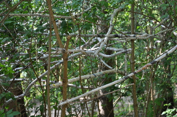 paper and branches amsterdam 2013 irmahorstman